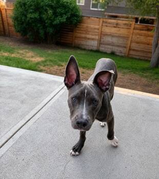 Luna Loo -  Pit Bull Terrier and Labrador Retriever Dog for Adoption in Colorado Springs, Colorado - Luna Loo | PetCurious