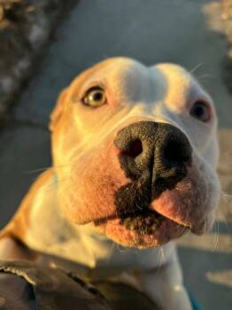 American Staffordshire Terrier Dogs Available for Adoption - Kenobi | PetCurious