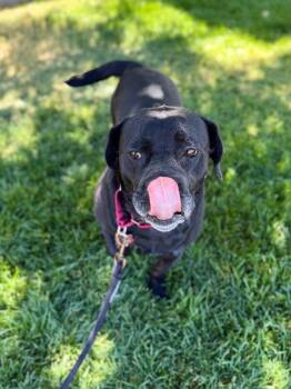 Ryder -  Labrador Retriever and French Bulldog Dog for Adoption in Fruit Heights, Utah - Ryder | PetCurious