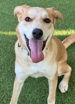 Rescue Labrador Retriever and Mixed Breed Dogs for Adoption in San Antonio, Texas - Basket | PetCurious