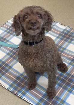 Desty -  Mixed Breed Dog for Adoption in Alexandria, Virginia - Desty | PetCurious
