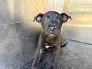 Labrador Retriever Dogs Available for Adoption - A225469 | PetCurious