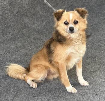 Pomeranian and Chihuahua Dogs Available for Adoption in Lafayette, California - Koby | PetCurious