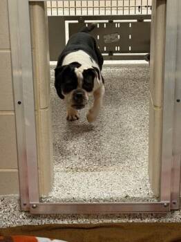 American Bulldog and Mixed Breed Dogs Available for Adoption in Gastonia, North Carolina - Oreo | PetCurious