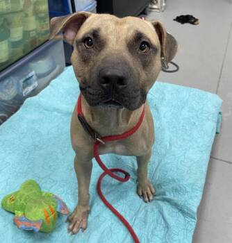 RANGO -  Mixed Breed Dog for Adoption in Palmetto, Florida - RANGO | PetCurious