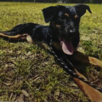 Hallie -  Shepherd and Mixed Breed Dog for Adoption in Wilmington, Delaware - Hallie | PetCurious
