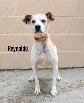 Reynaldo -  Hound Dog Available for Adoption in Clearfield, Kentucky - Reynaldo | PetCurious