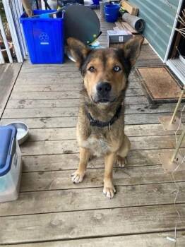 Petey -  Mixed Breed Dog for Adoption in Montreal, Quebec - Petey | PetCurious