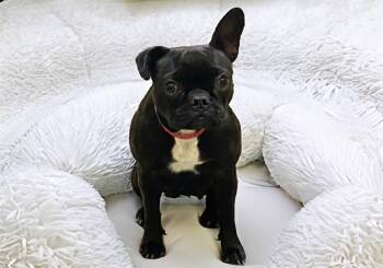 POPPY -  French Bulldog and Boston Terrier Dog for Adoption in Fort Lauderdale, Florida - POPPY | PetCurious