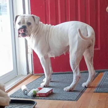 American Bully Dogs Available for Adoption in Oswego, New York - Jazzy | PetCurious