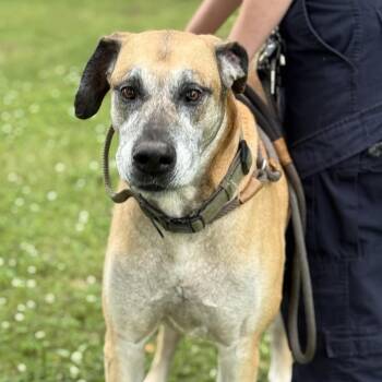 Great Dane Dogs Available for Adoption in Jacksonville, Arkansas - Godard | PetCurious
