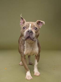 Mixed Breed Dogs Available for Adoption in Atlanta, Georgia - Rosey | PetCurious