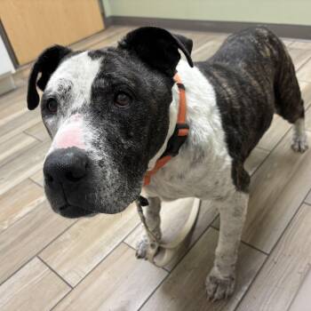 Rescue Pit Bull Terrier Dogs for Adoption in Peotone, Illinois - T-Rex AKA Grandpa Joe | PetCurious