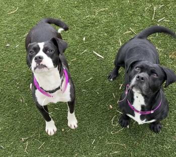 Mixed Breed Dogs Available for Adoption in Detroit, Michigan - Sweet Hawaiian & Boudin Bakery | PetCurious