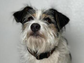 Gilbert -  Wirehaired Terrier Dog for Adoption in Portland, Oregon - Gilbert | PetCurious