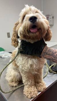 Hunter -  Cocker Spaniel and Poodle Dog for Adoption in Greencastle, Indiana - Hunter | PetCurious