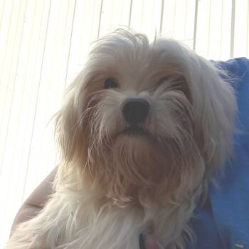 Rescue Maltese Dogs for Adoption in Tulsa, Oklahoma - ALC-303 "Pumpkin" | PetCurious