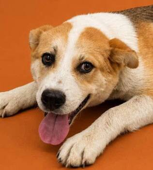 Blake Pup -  Collie and Hound Dog for Adoption in Cuyahoga Falls, Ohio - Blake Pup | PetCurious