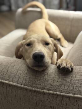 Chia -  Yellow Labrador Retriever Dog for Adoption in Oswego, Illinois - Chia | PetCurious