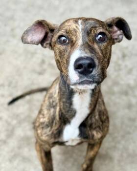 Pit Bull Terrier Dogs Available for Adoption in Chicago, Illinois - Cola | PetCurious