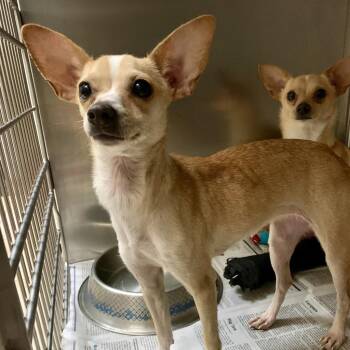 Chihuahua Dogs Available for Adoption - Osita | PetCurious