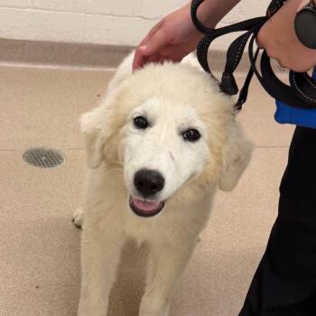 Ajax -  Australian Shepherd and Great Pyrenees Dog for Adoption in Zanesville, Ohio - Ajax | PetCurious