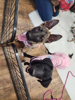 Labrador Retriever Dogs Available for Adoption - Cleo | PetCurious