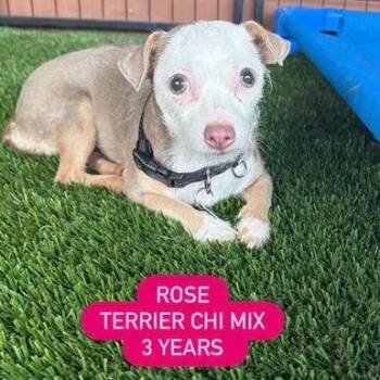 Chihuahua Dogs Available for Adoption in Tampa, Florida - Rose | PetCurious