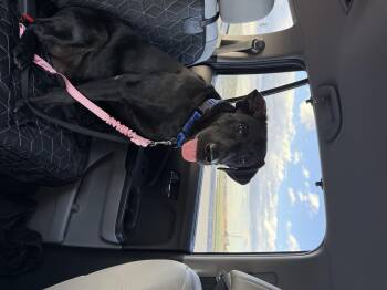 Titus -  Black Labrador Retriever Dog for Adoption in Severance, Colorado - Titus | PetCurious
