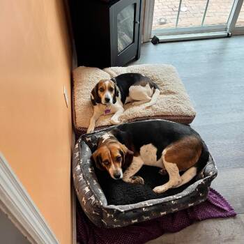 Rescue Beagle Dogs for Adoption in Lynchburg, Virginia - Lando | PetCurious