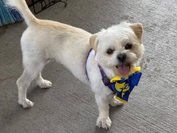 Shih Tzu Dogs Available for Adoption - Bao | PetCurious