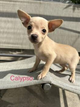 Calypso -  Chihuahua Dog for Adoption in Russiaville, Indiana - Calypso | PetCurious
