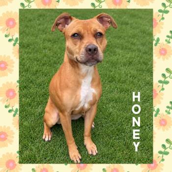 Honey -  Pit Bull Terrier Dog for Adoption in Mokena, Illinois - Honey | PetCurious