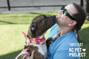 Sweetart -  Pit Bull Terrier and Mixed Breed Dog for Adoption in Kansas City, Missouri - Sweetart | PetCurious