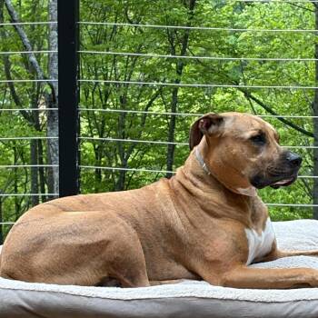 Finley* (Courtesy Listing) -  Pit Bull Terrier and Mixed Breed Dog for Adoption in Waynesville, North Carolina - Finley* (Courtesy Listing) | PetCurious