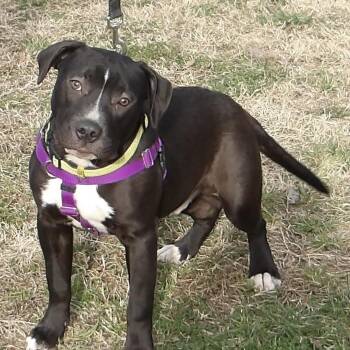 Pit Bull Terrier Dogs Available for Adoption - Reebok | PetCurious