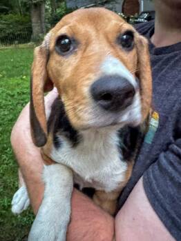 Gabby -  Beagle Dog for Adoption in Wilkesboro, North Carolina - Gabby | PetCurious