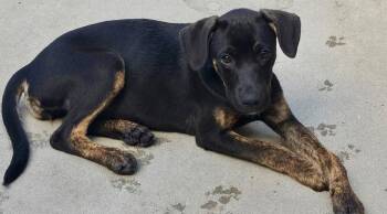 Bliblies -  Cattle Dog and Labrador Retriever Dog for Adoption in Fort Lupton, Colorado - Bliblies | PetCurious
