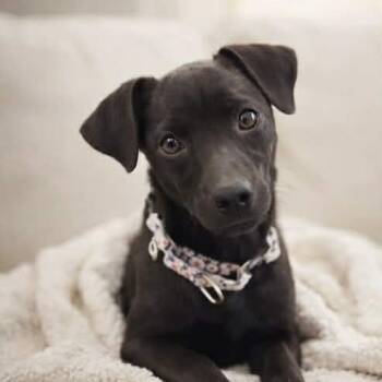 Dachshund and Terrier Dogs Available for Adoption in Evansville, Wisconsin - AINSLEY #2 | PetCurious