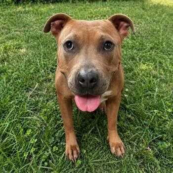 American Staffordshire Terrier and American Bulldog Dogs Available for Adoption in Tulsa, Oklahoma - Flora | PetCurious
