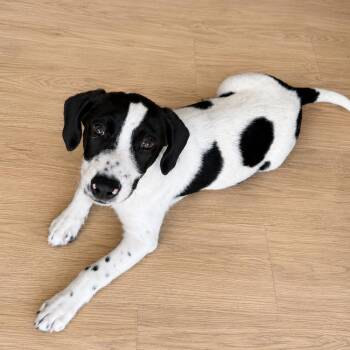 Stella ⛰️ -  Labrador Retriever Dog for Adoption in Irwin, Pennsylvania - Stella ⛰️ | PetCurious