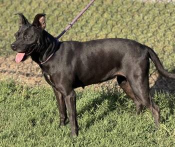Nyla -  Mixed Breed Dog for Adoption in Lake Wylie, South Carolina - Nyla | PetCurious