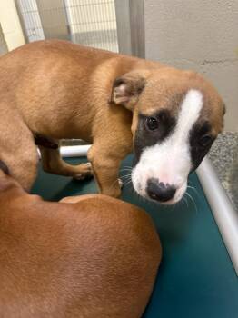 Hound and Boxer Dogs Available for Adoption in Manassas, Virginia - Macadamia (ID 51695) | PetCurious