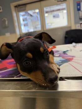 TINK -  German Shepherd Dog Dog for Adoption in Riverside, California - TINK | PetCurious
