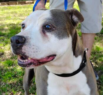 Pit Bull Terrier Dogs Available for Adoption in Zuni, Virginia - Millie | PetCurious