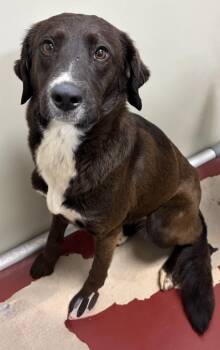 Cheyenne -  Border Collie Dog for Adoption in Mundelein, Illinois - Cheyenne | PetCurious