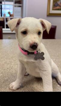 Taylor - Carly Simon Litter -  Husky and Terrier Dog for Adoption in Holly Springs, North Carolina - Taylor - Carly Simon Litter | PetCurious