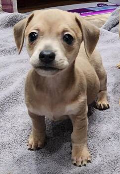 Chihuahua and Dachshund Dogs Available for Adoption - Rune | PetCurious