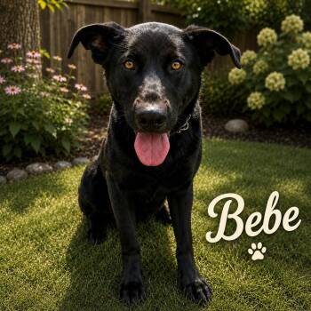 Bebe -  Labrador Retriever Dog for Adoption in Tulsa, Oklahoma - Bebe | PetCurious