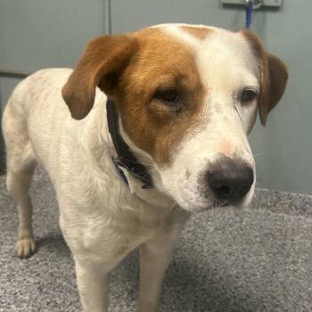 Great Pyrenees Dogs Available for Adoption in Greenville, South Carolina - Seattle | PetCurious